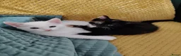 European cats for sale: Adorable Kittens - Advert 12