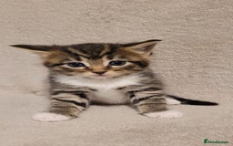 Russian Blue cats for sale: Kittens for sale - Advert 1