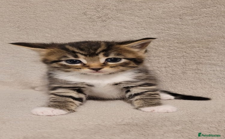 Russian Blue cats Kittens for sale - Advert 1