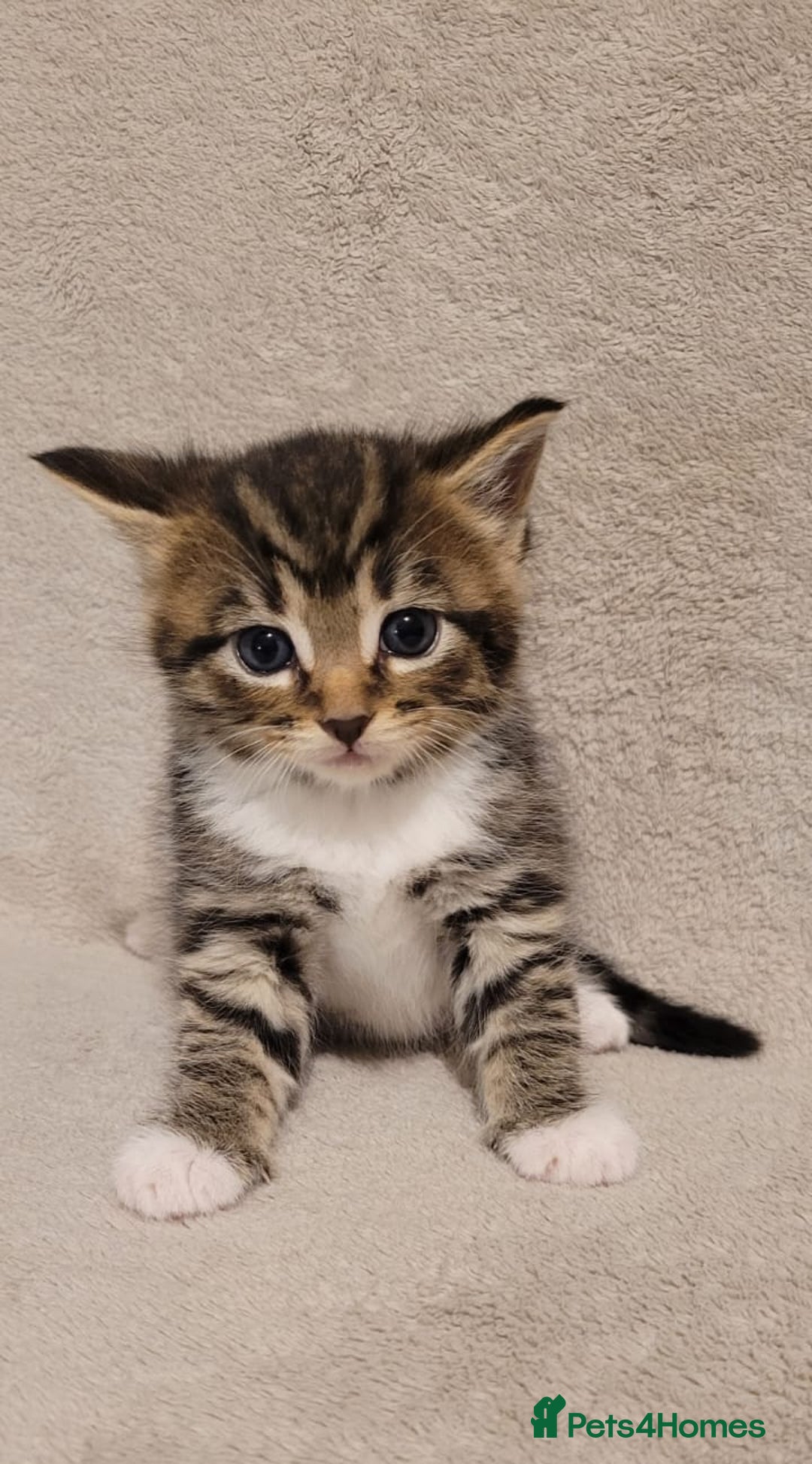 Russian Blue cats for sale: Kittens for sale - Advert 1