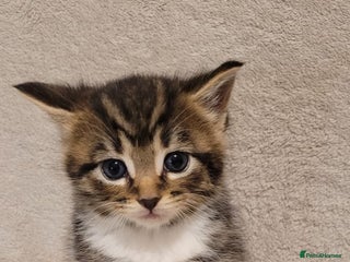 Russian Blue cats Kittens for sale - Advert 2