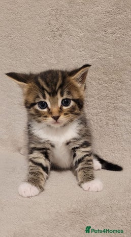 Russian Blue cats Kittens for sale - Advert 1