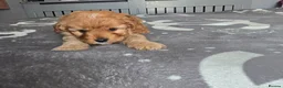 Cavapoo dogs for sale: Teddy bear F1 cavapoo  - Advert 15