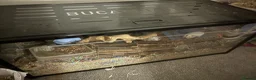 Hamster rodents for sale: Female Syrian hamsters and setups for sale - Advert 3