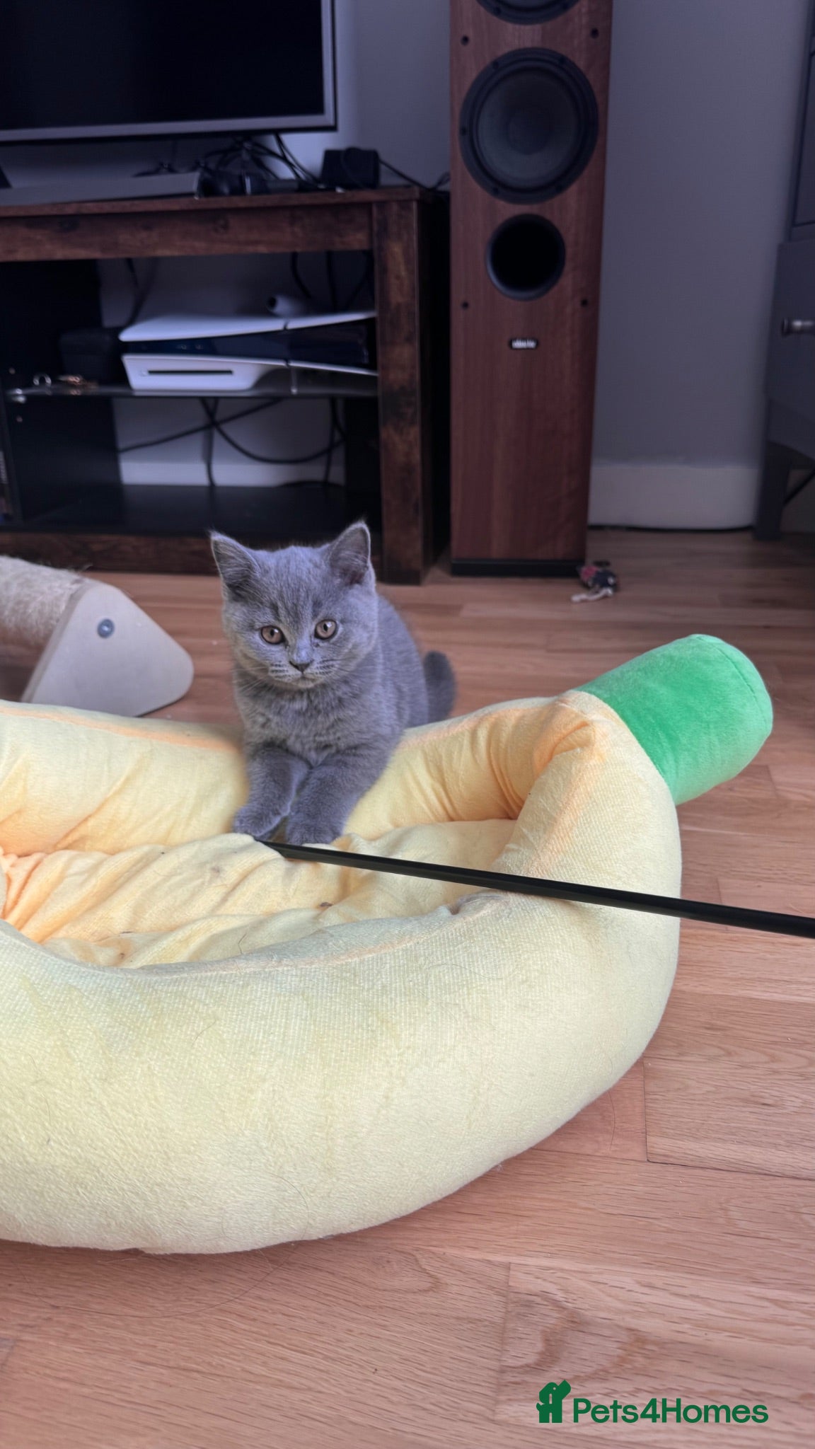 British Shorthair cats Beautiful British Shorthair kittens  - Advert 2