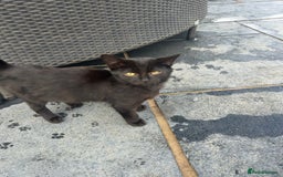 Domestic Shorthair cats for sale: 7 Month Old Male Kitten 🖤  - Image 1