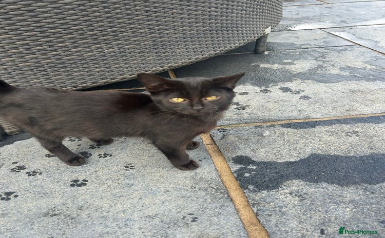 Domestic Shorthair cats - Advert 5