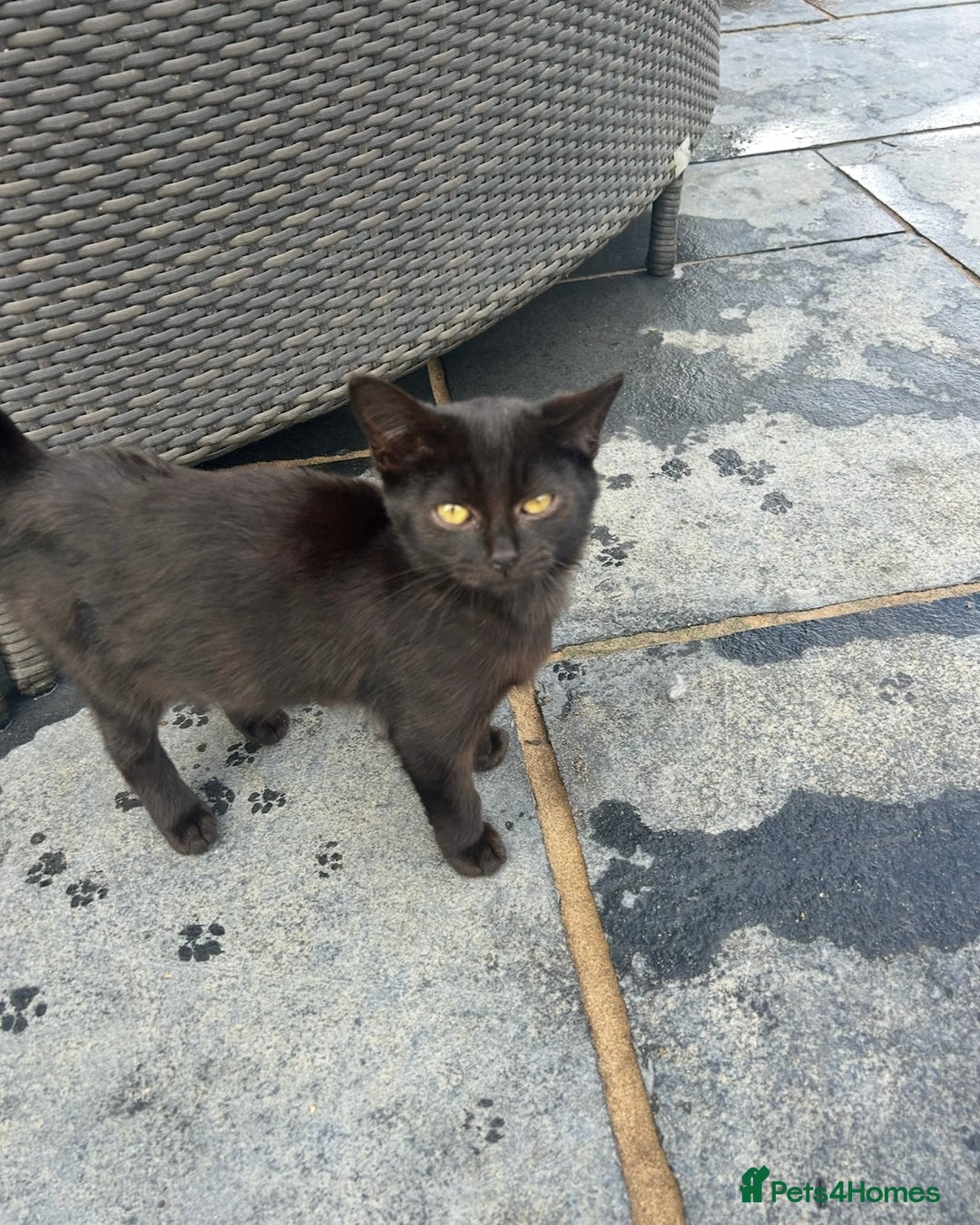 Domestic Shorthair cats for sale: 7 Month Old Male Kitten 🖤  - Image 1