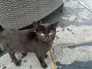 Domestic Shorthair cats - Advert 15