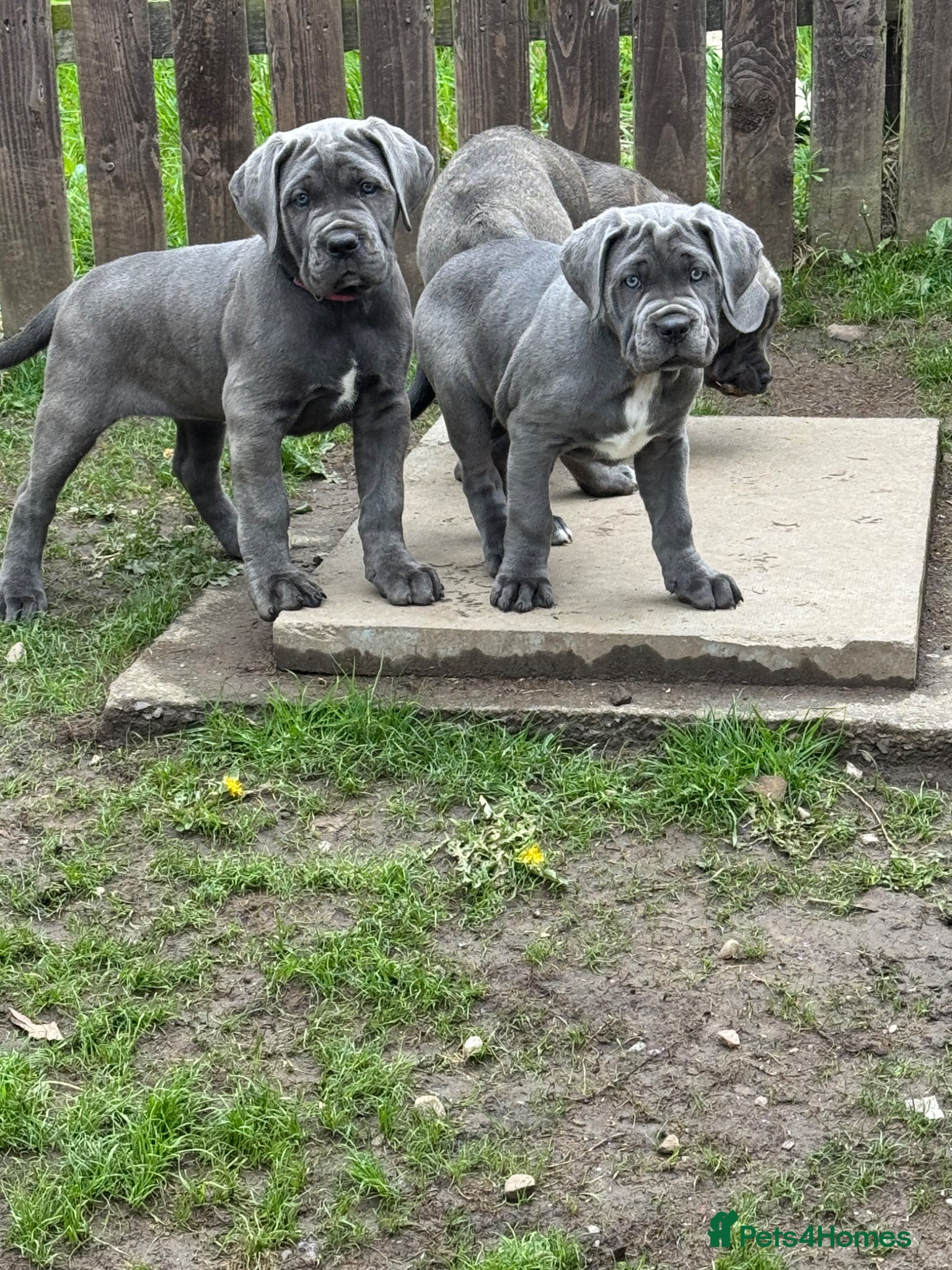 Cane Corso dogs Champion Bloodline Cane Corso Puppies - Advert 5