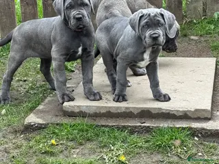 Cane Corso dogs Champion Bloodline Cane Corso Puppies - Advert 6