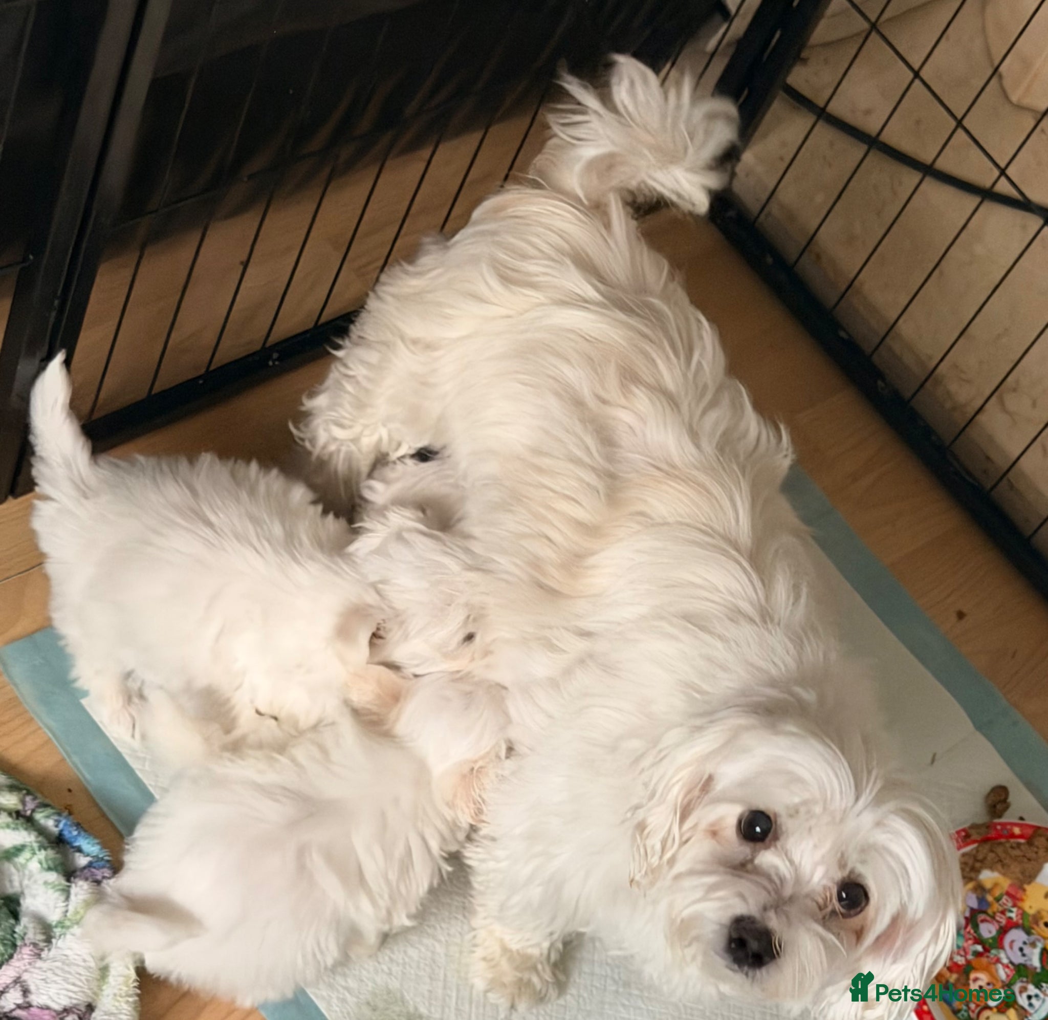Maltese dogs 2 girls 1 boy Maltese for sale  - Advert 1