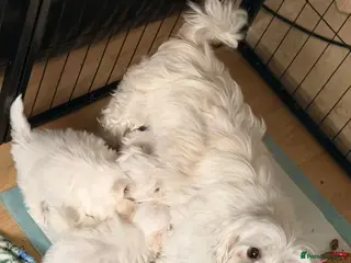 Maltese dogs 2 girls 1 boy Maltese for sale - Advert 1