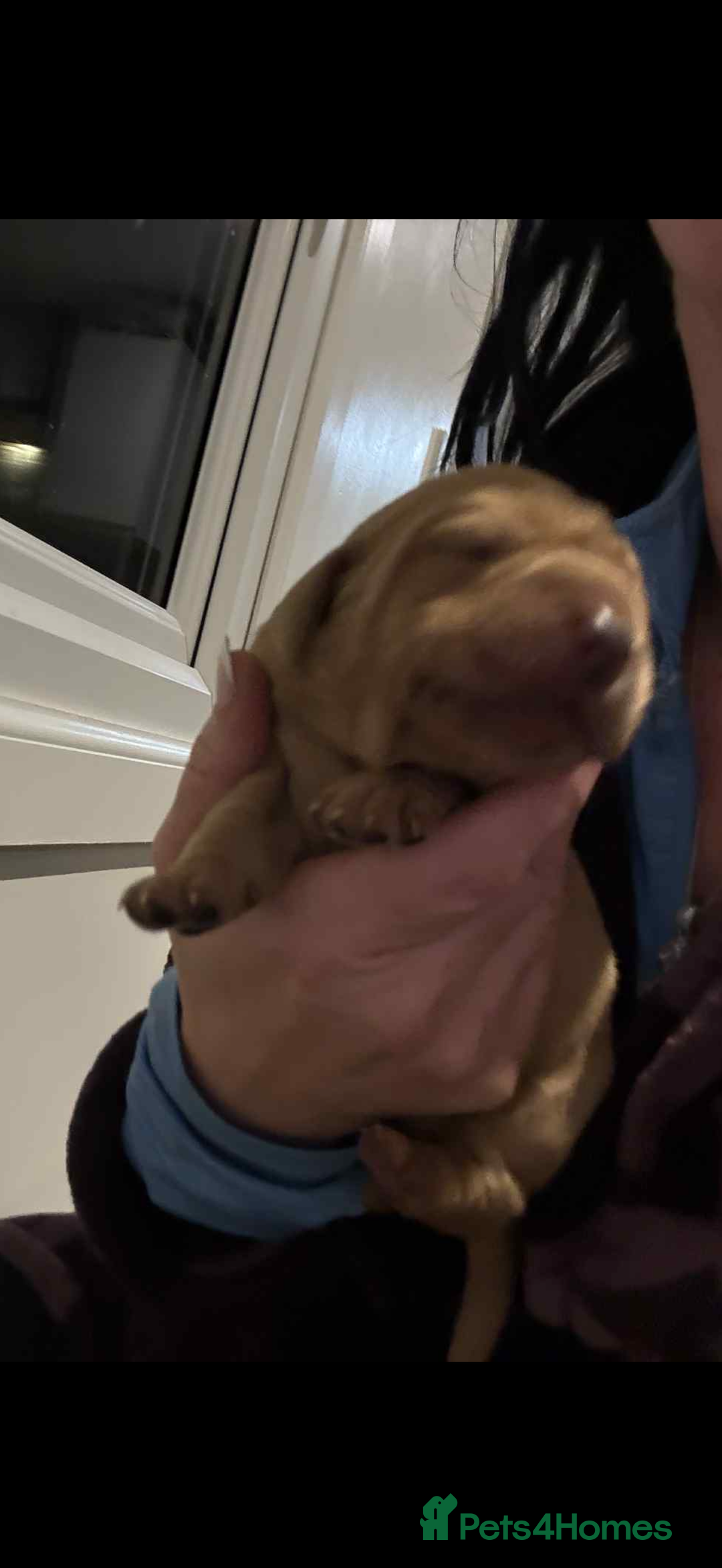 Labrador Retriever dogs for sale: Lab puppies - Advert 3