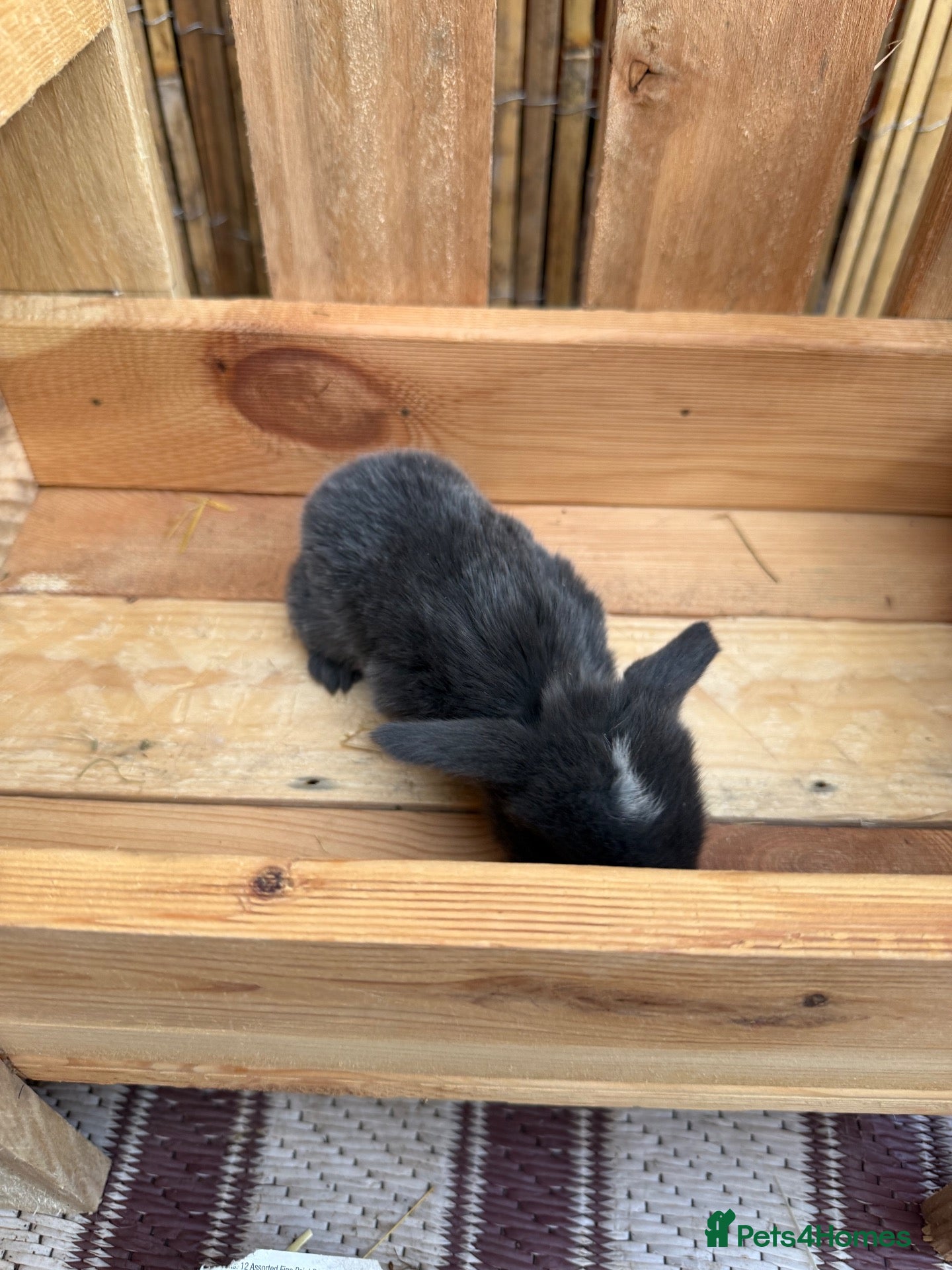 Mini Lop rabbits 6 Mini Lops - Waiting list open - Advert 1