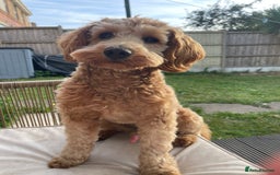 Cockapoo dogs for stud: Healthy Cockapoo Stud Available –Sheffield Travel - Image 4