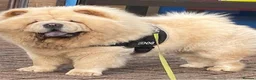 Chow Chow dogs for sale: Beautiful Kc registered chow chow puppies in Liverpool - Advert 7