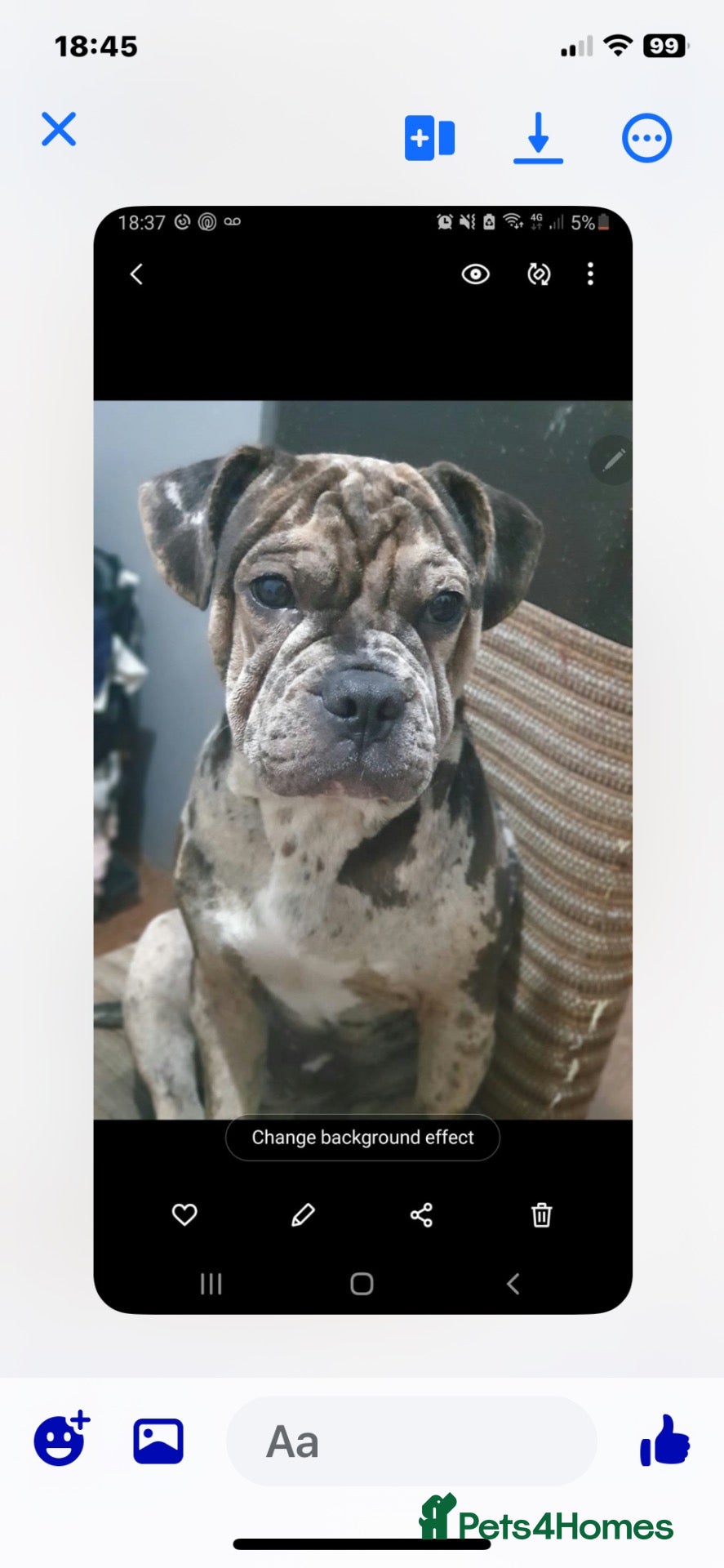 Mixed Breed dogs Frugs - Advert 3