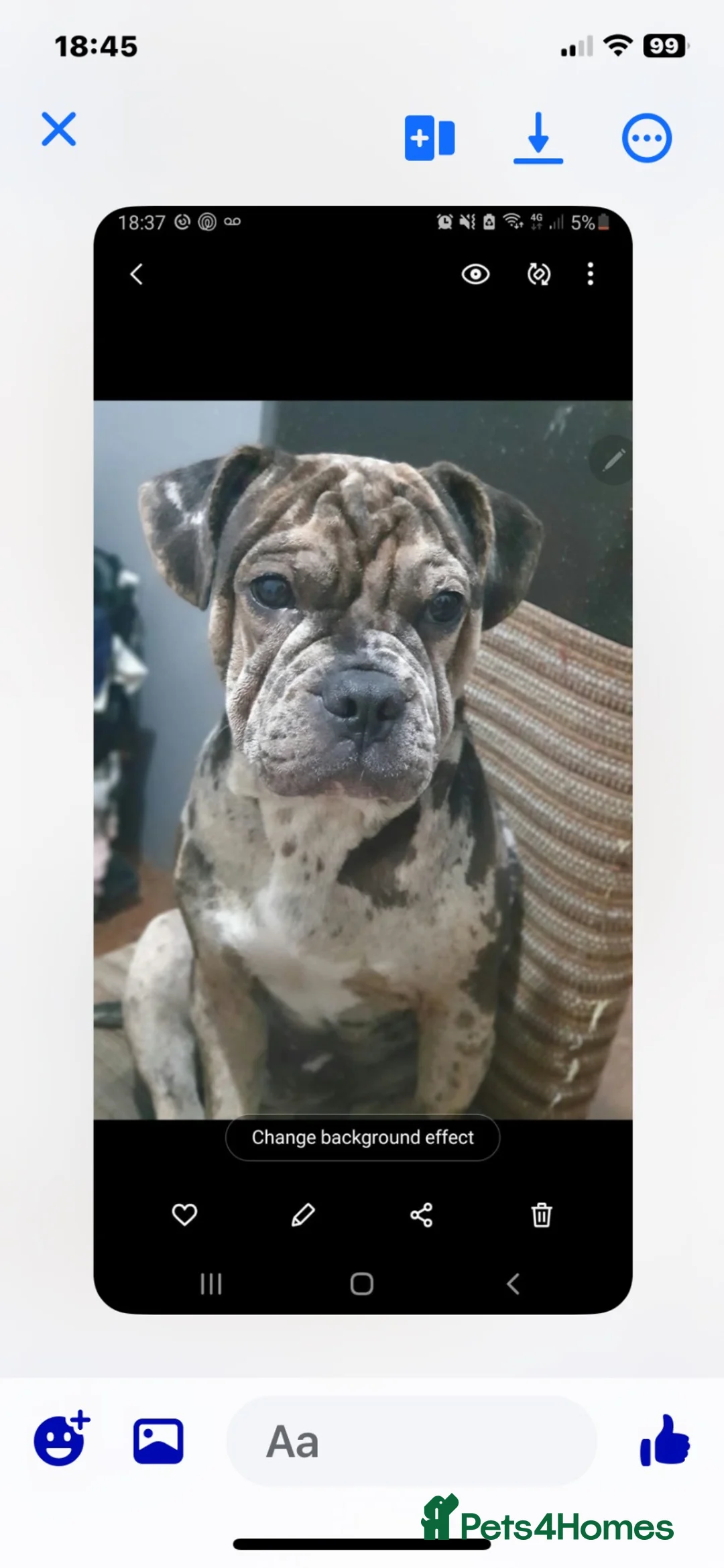 Mixed Breed dogs for sale: Frugs - Advert 1