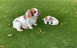 Cavalier King Charles Spaniel dogs for sale: Super cute KC blenheim pups, health tested parents - Image 9