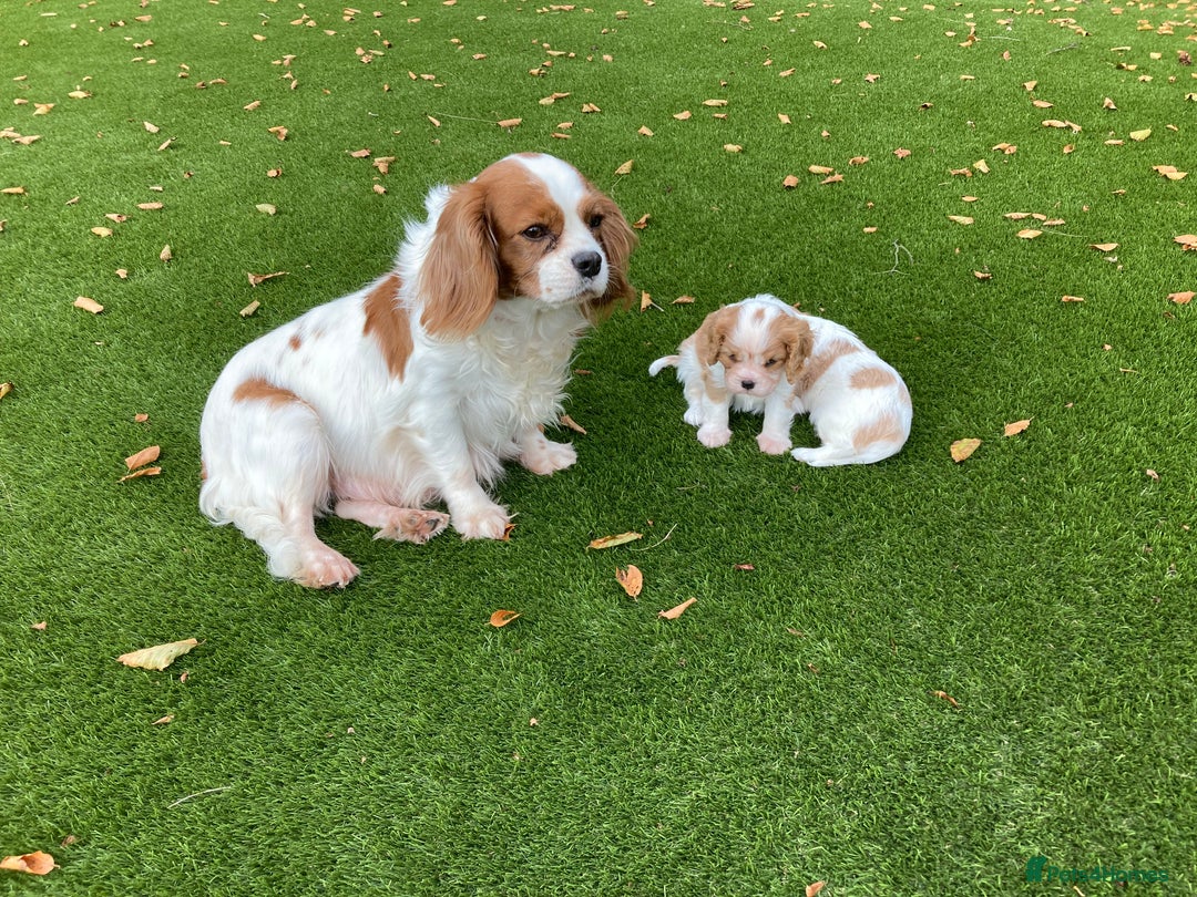 Cavalier King Charles Spaniel dogs for sale: Super cute KC blenheim pups, health tested parents - Image 9