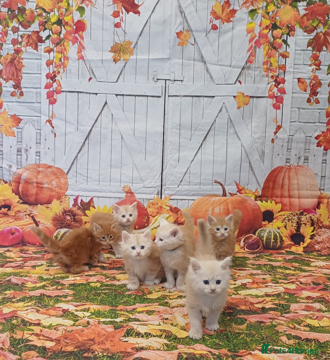 Maine Coon cats for sale: Maine Coon Kittens  - Advert 3