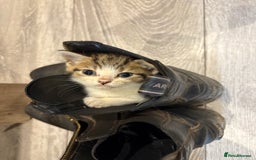 British Shorthair cats for sale: Beautiful tabby kitten looking for a furever home - Image 3