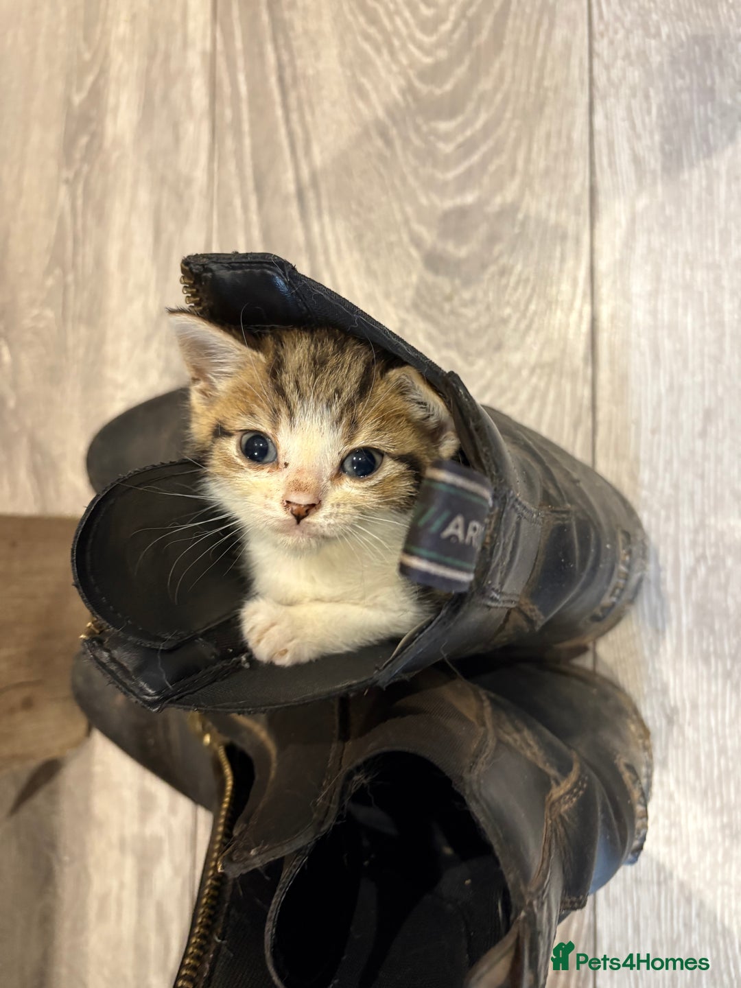 British Shorthair cats for sale: Beautiful tabby kitten looking for a furever home - Image 3