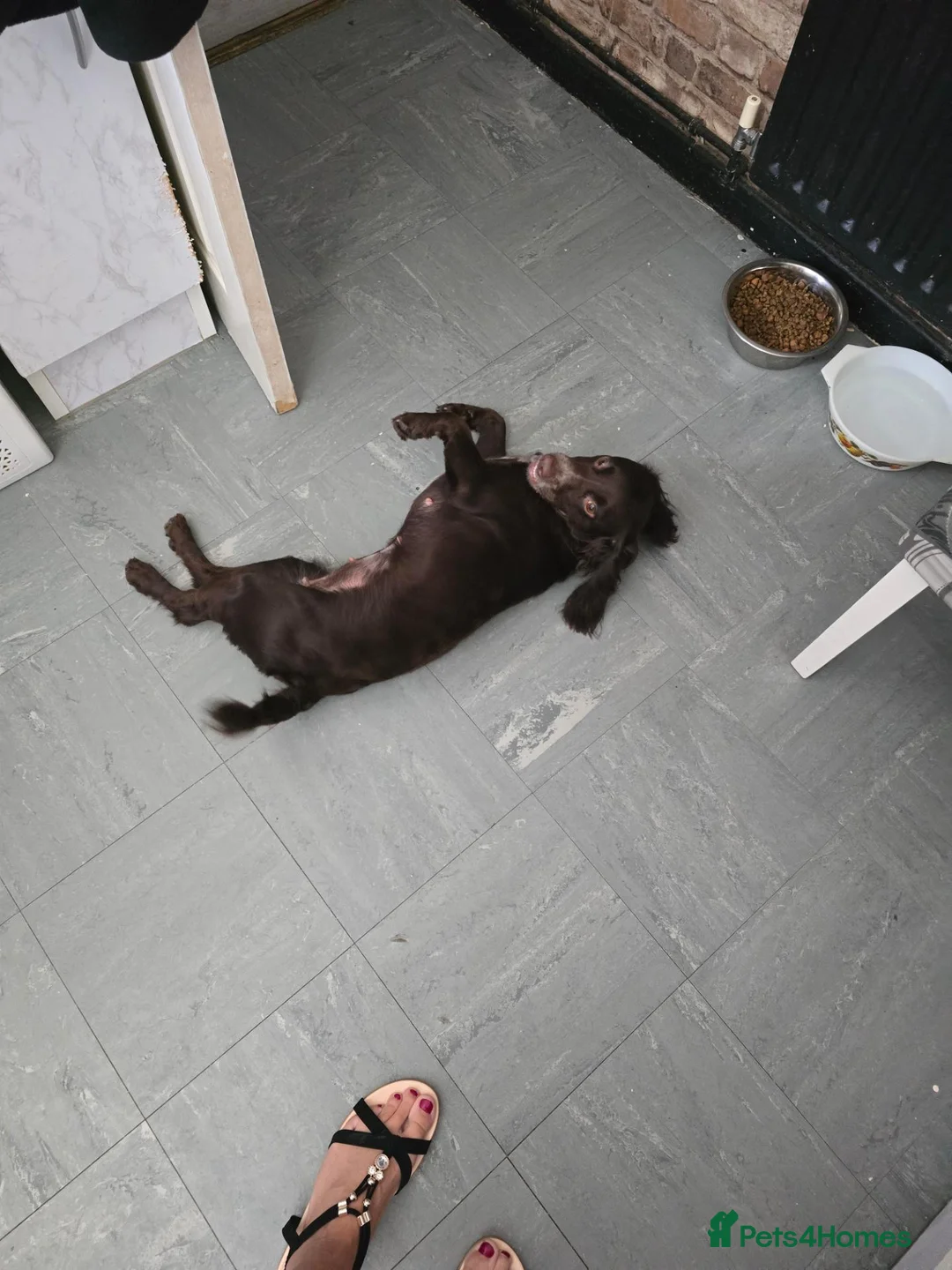 Cocker Spaniel dogs for stud: Miss luna  - Advert 3