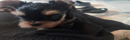 Yorkshire Terrier dogs for sale: Miniature yorkie 3 girls dad champion bloodline  - Advert 8