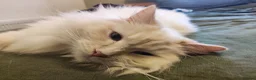 Ragdoll cats for sale: Ragdoll in need of a new home - Advert 3