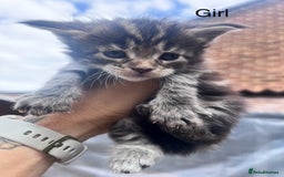 Maine Coon cats for sale: 🔥🔥Maine Coon 🔥🔥kittens  - Image 3