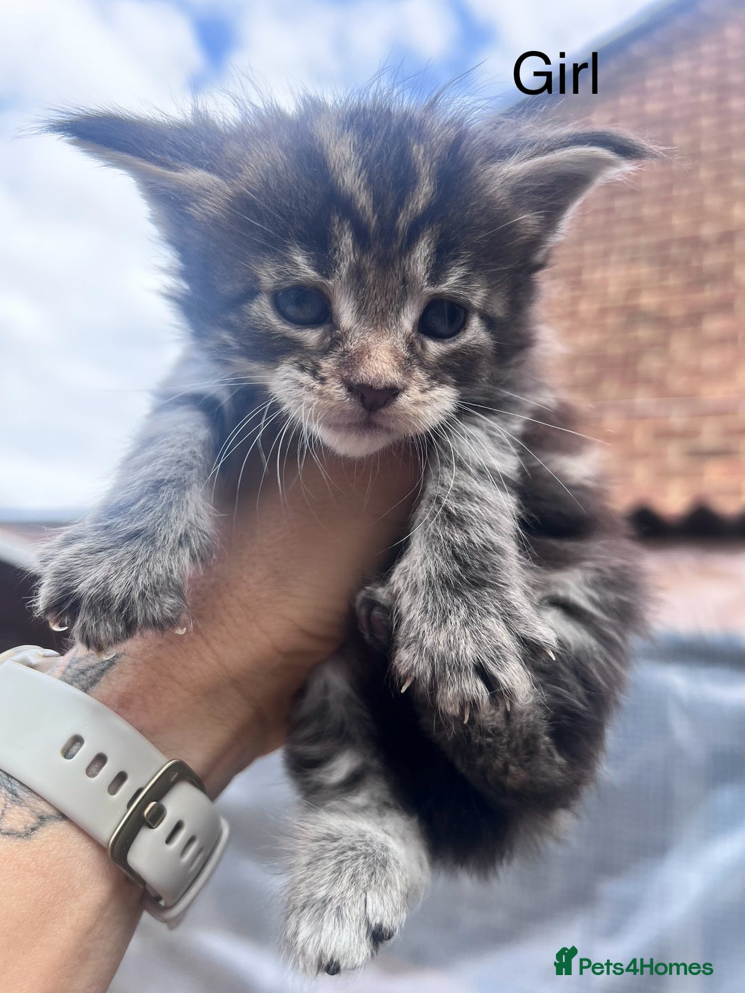 Maine Coon cats for sale: 🔥🔥Maine Coon 🔥🔥kittens  - Image 3
