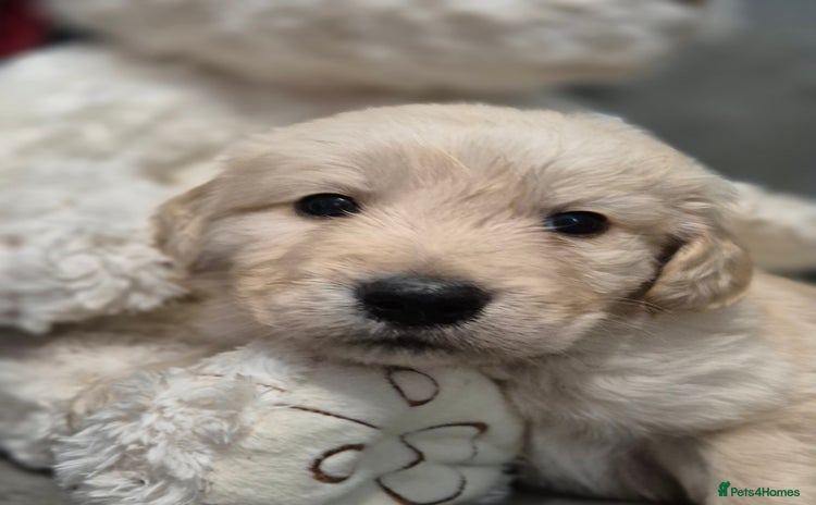 Golden Retriever dogs - Advert 3