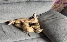 Bengal cats for sale: Beautiful bengal kittens  - Image 5