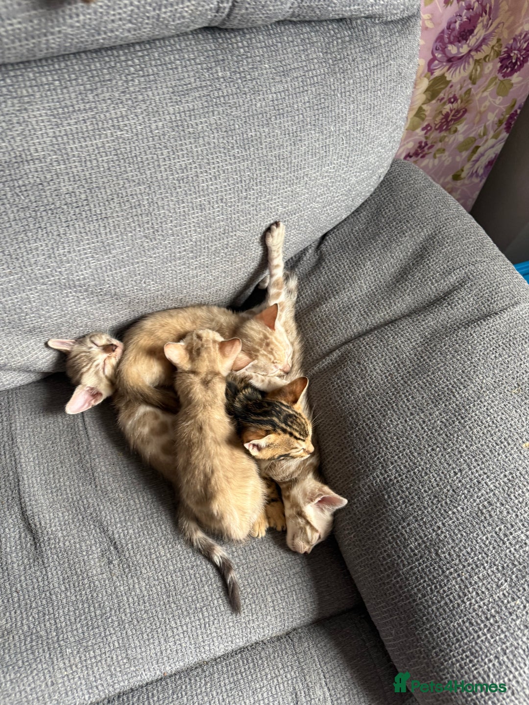 Bengal cats for sale: Beautiful bengal kittens  - Image 5