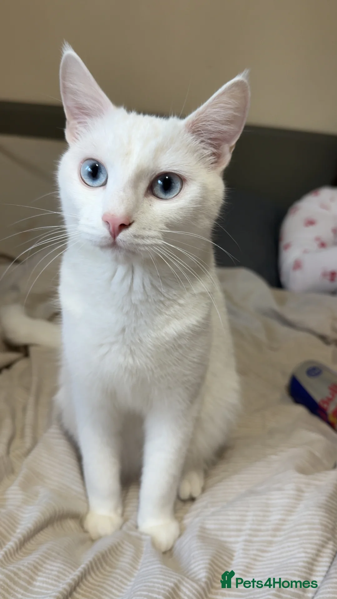 Mixed Breed cats for sale: Beautiful calico female  - Advert 5