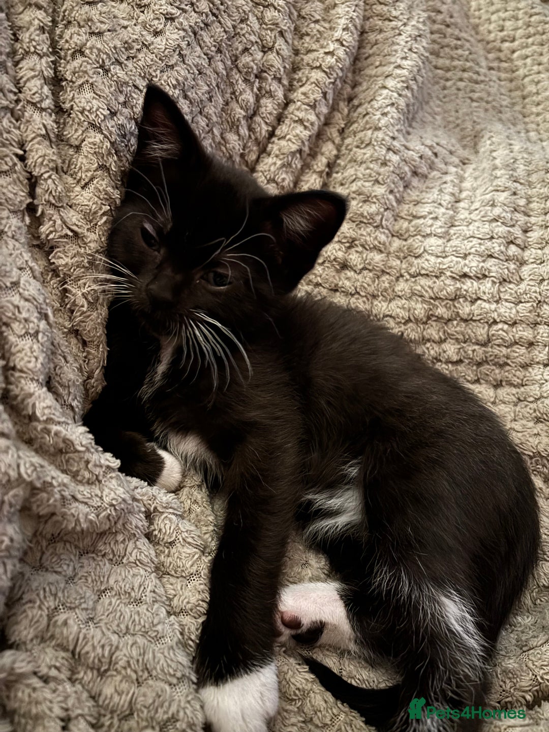 Mixed Breed cats for sale: Ragdoll x dsh kittens - READY NOW - Advert 3