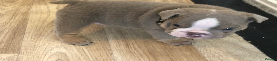 Black Collar 