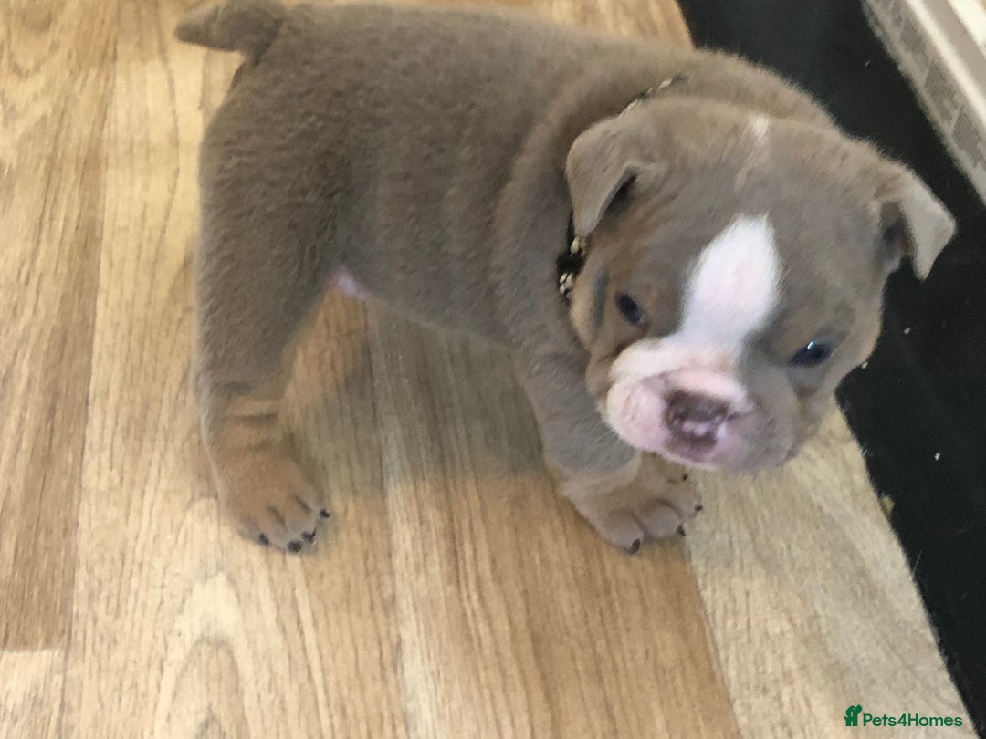 English Bulldog dogs for sale: Stunning English bulldogs - Image 7