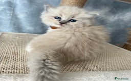 Ragdoll cats for sale: Unique patterned fluffy Ragdoll kittens - Image 11