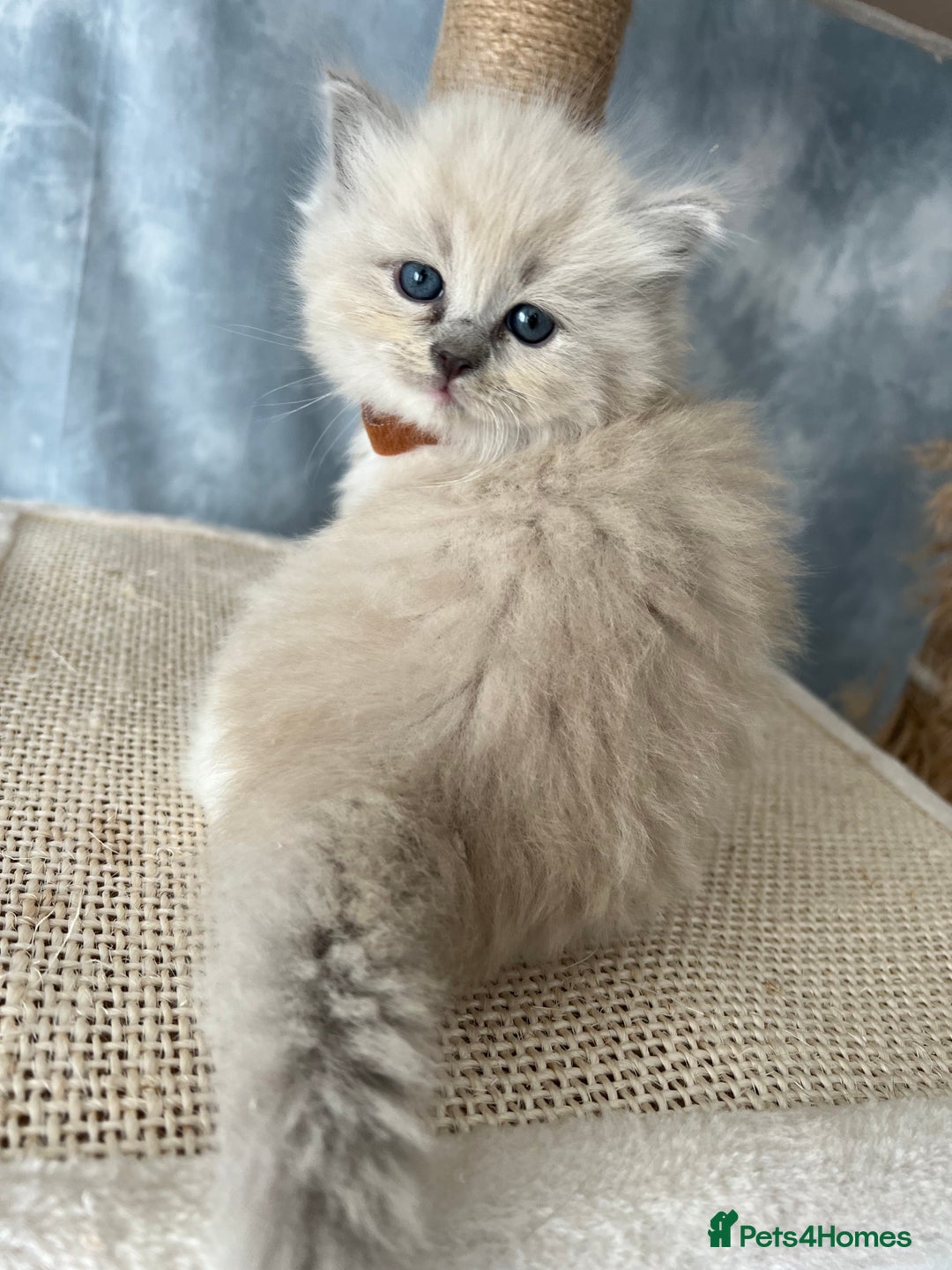 Ragdoll cats for sale: Unique patterned fluffy Ragdoll kittens - Image 11