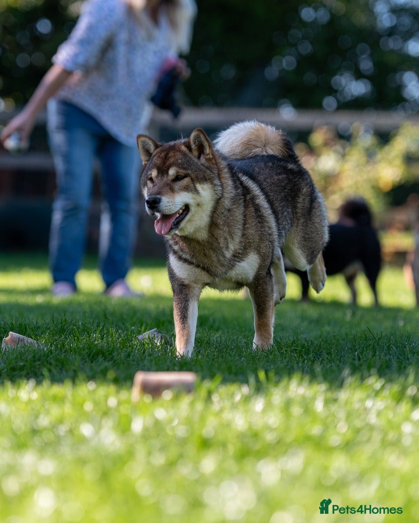Japanese Shiba Inu dogs Lovely Cleo  looking for family home .  - Advert 5