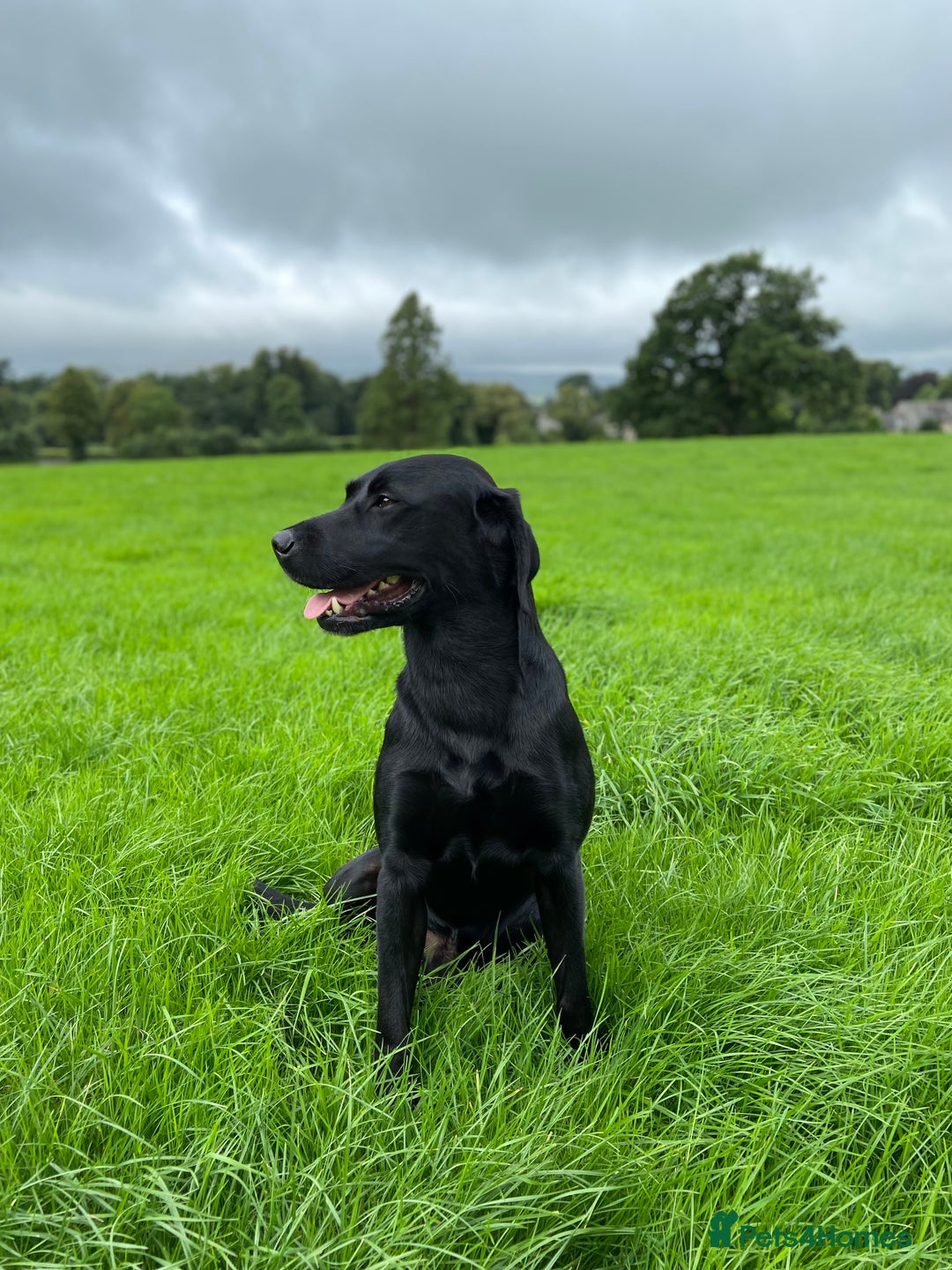 Labrador Retriever dogs for sale: Buccleuch x Fenway Puppy - Advert 5
