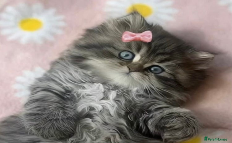 Persian cats in Reading - Advert 15