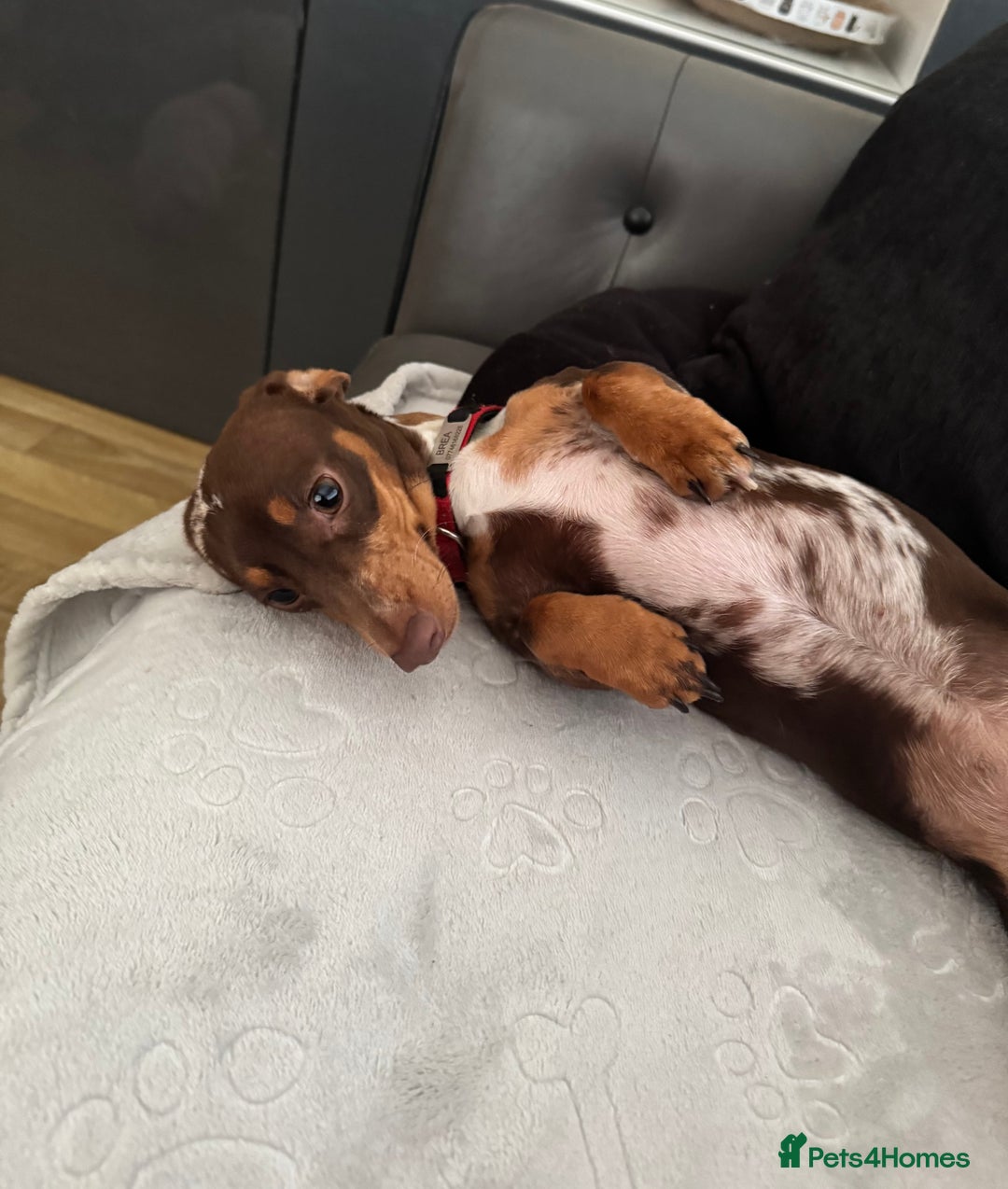 Miniature Dachshund dogs for sale: Miniature dachshund  - Image 3