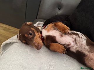 Miniature Dachshund dogs - Advert 5