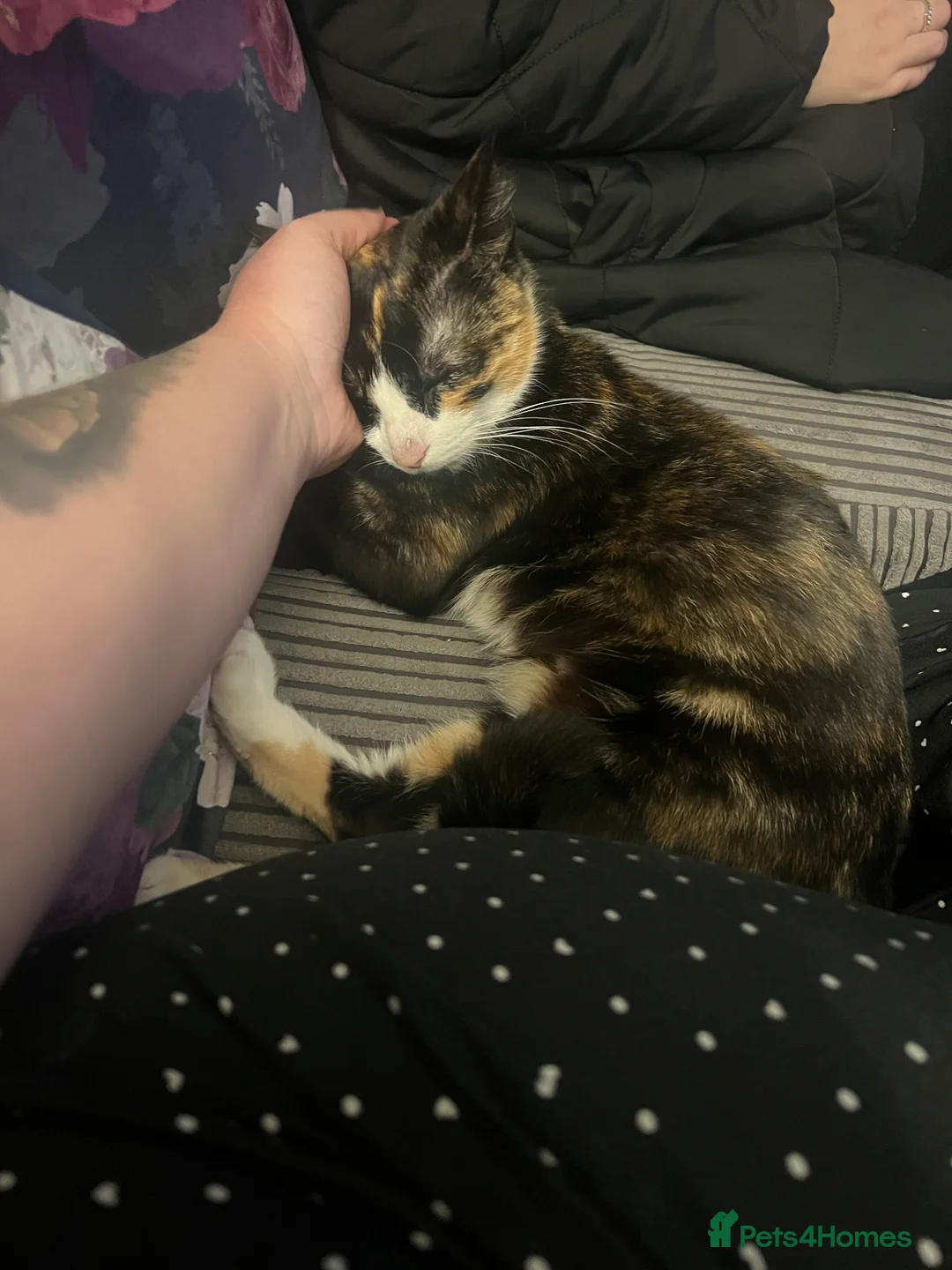 Mixed Breed cats for sale: Female calico - Advert 10