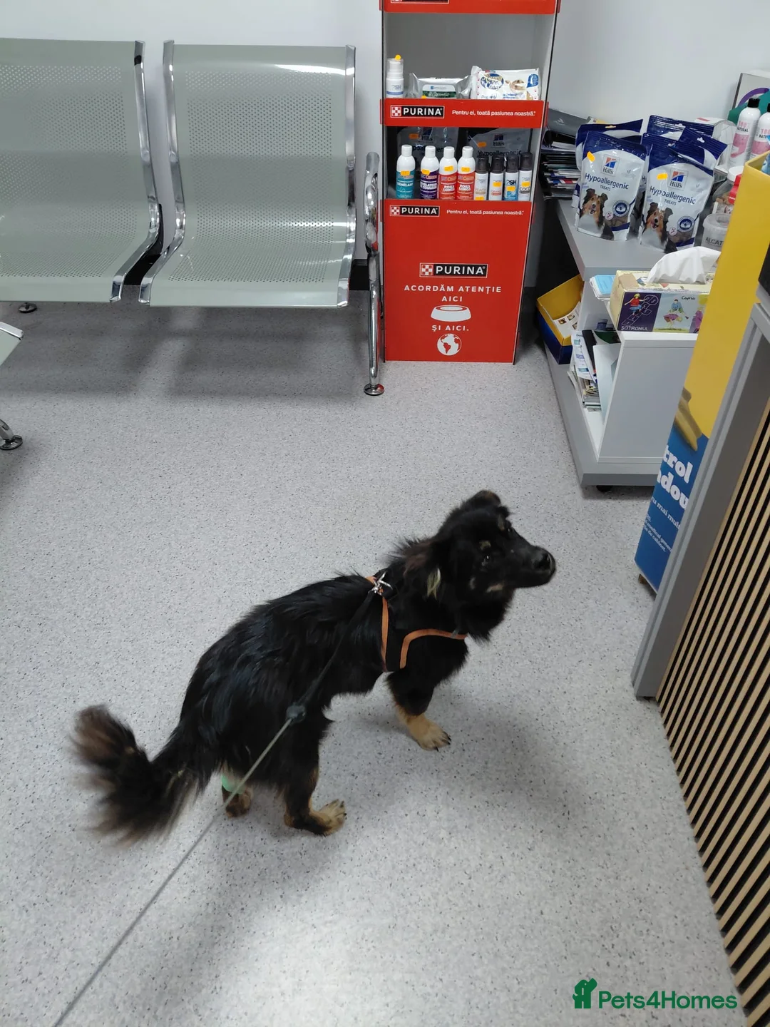 Mixed Breed dogs for adoption: ROBY, a superb puppy boy - for a Loving Home  - Advert 18