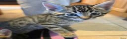 Bengal cats for sale: Beautiful Bengal cross kittens  - Advert 36